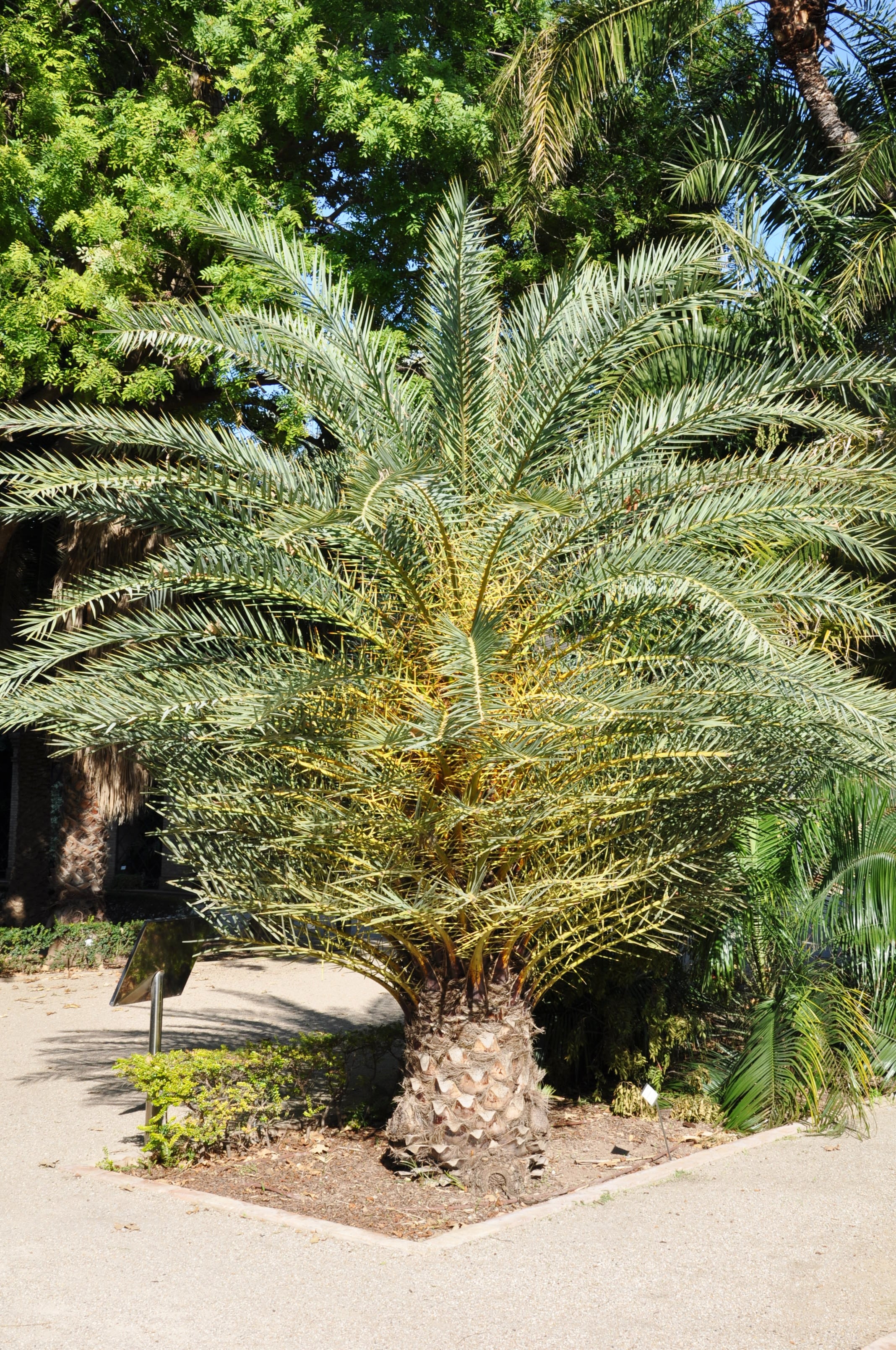 Kretische Dattelpalme - Phoenix theophrastii