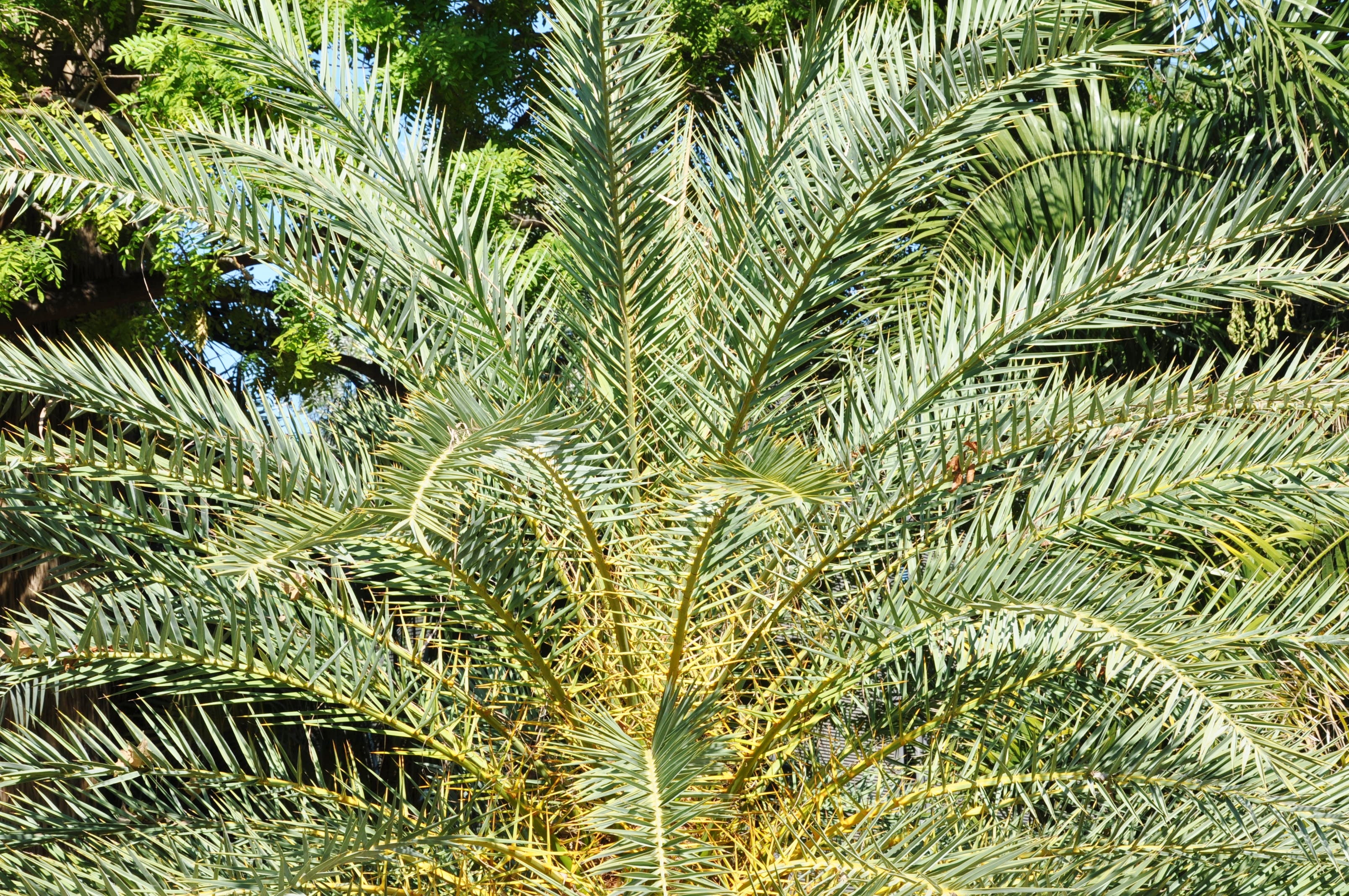 Kretische Dattelpalme - Phoenix theophrastii