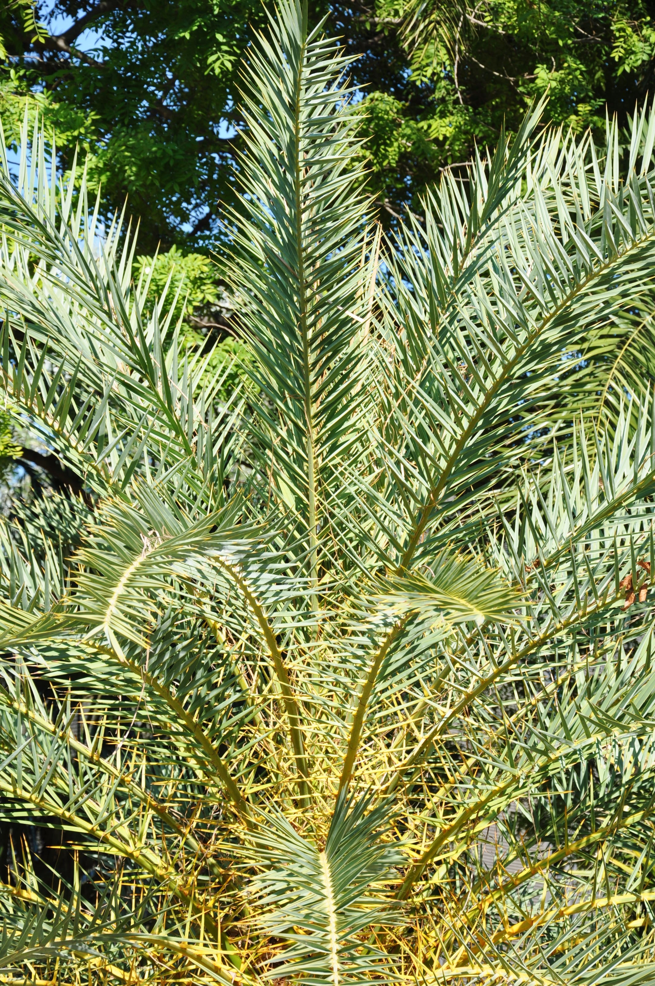 Kretische Dattelpalme - Phoenix theophrastii