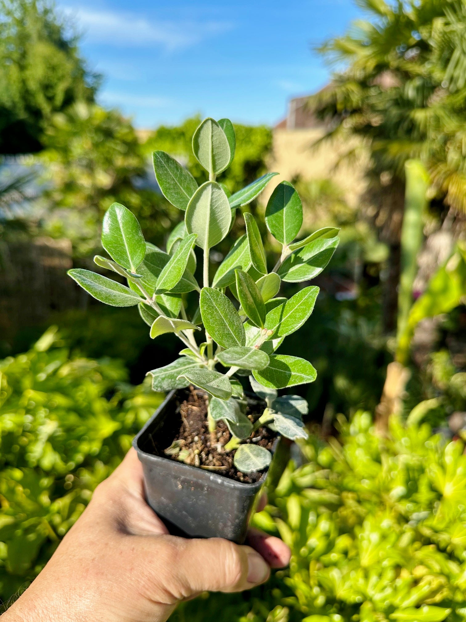 Eisenholzbaum (Neuseeländischer Weihnachtsbaum) Metrosideros excelsa