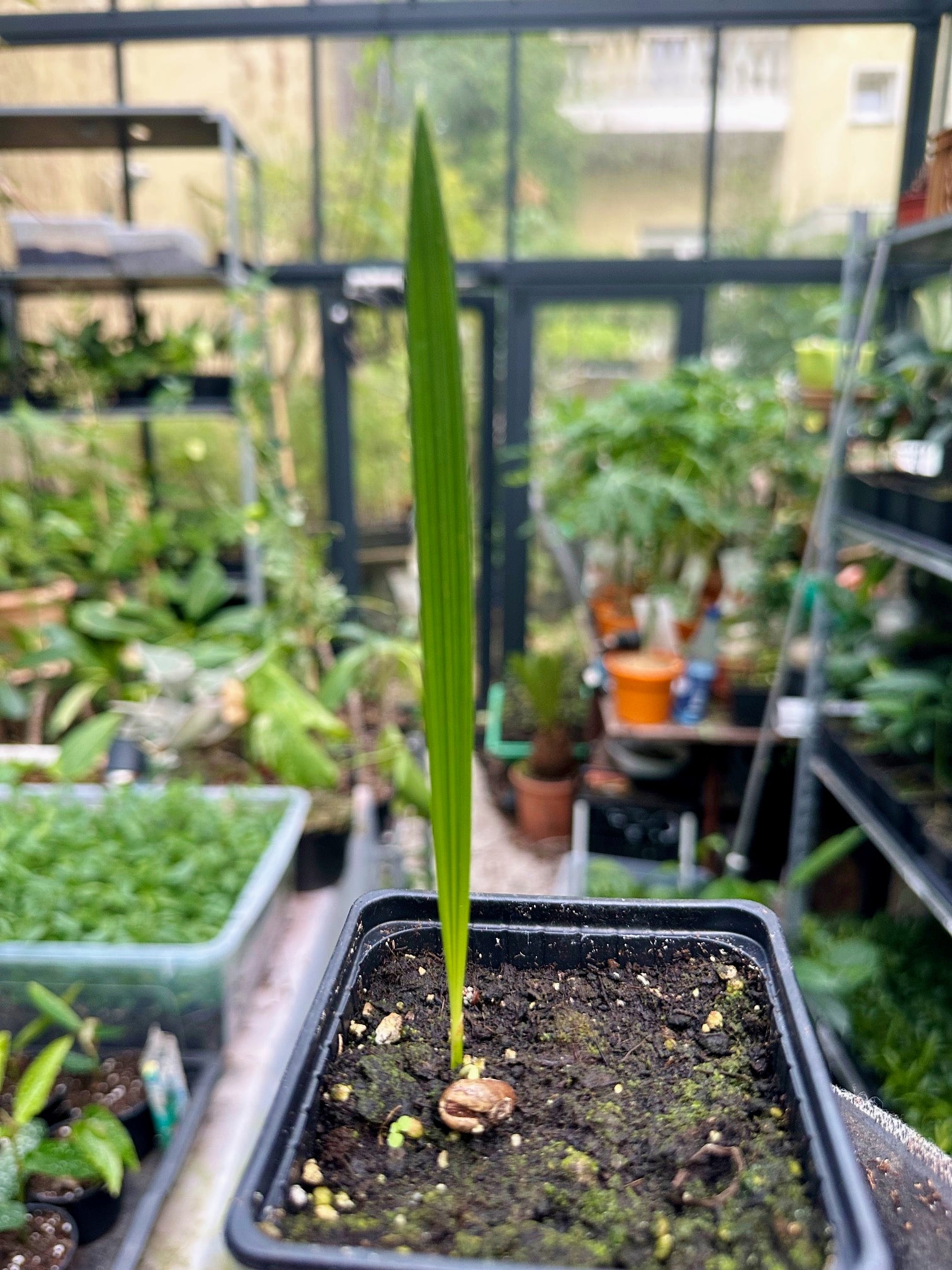 Kretische Dattelpalme - Phoenix theophrastii