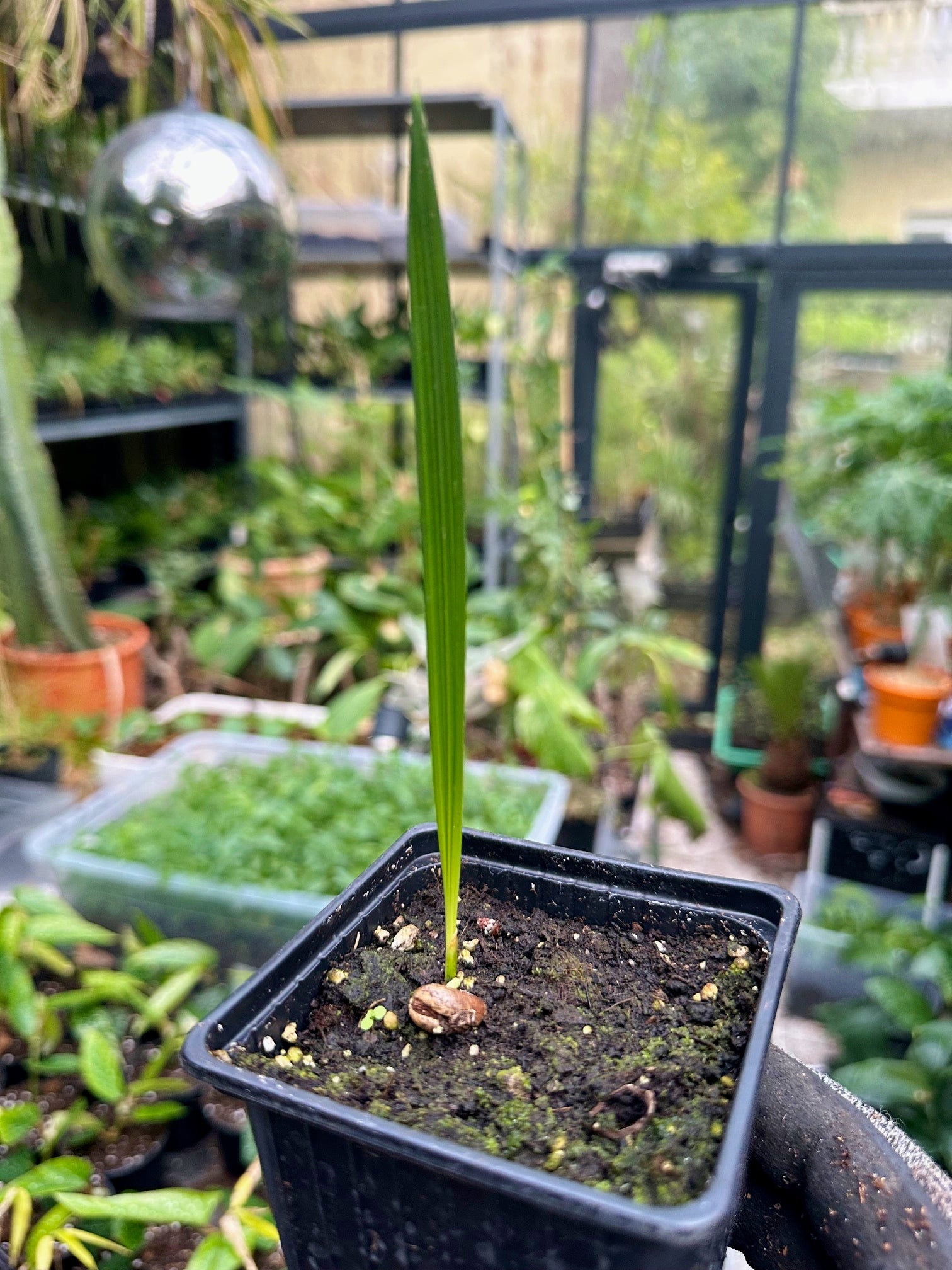 Kretische Dattelpalme - Phoenix theophrastii