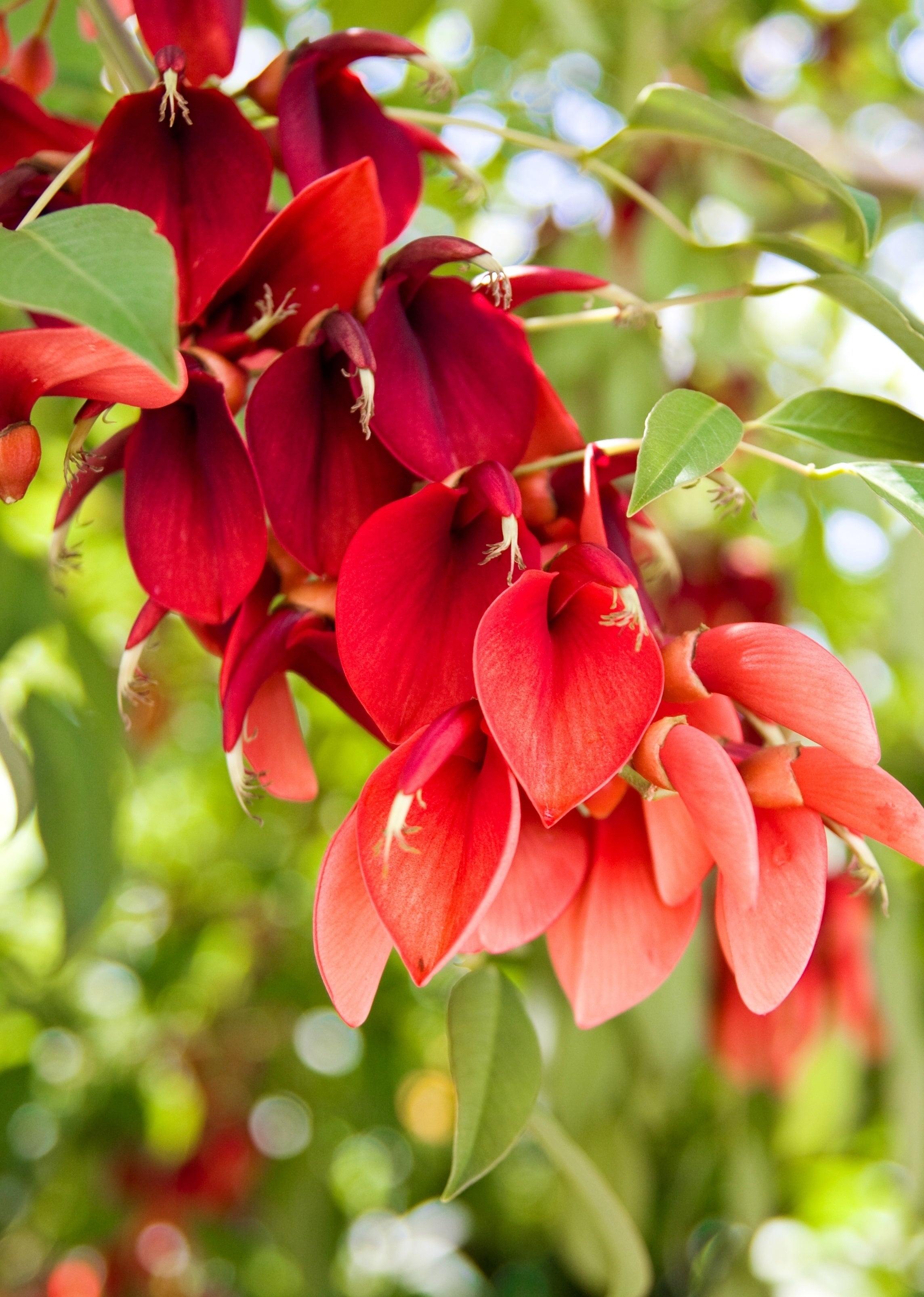 Korallenstrauch - Erythrina crista galli