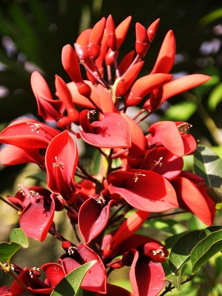 Korallenstrauch - Erythrina crista galli