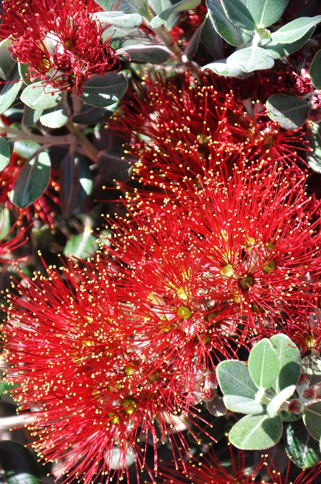 Eisenholzbaum (Neuseeländischer Weihnachtsbaum) Metrosideros excelsa