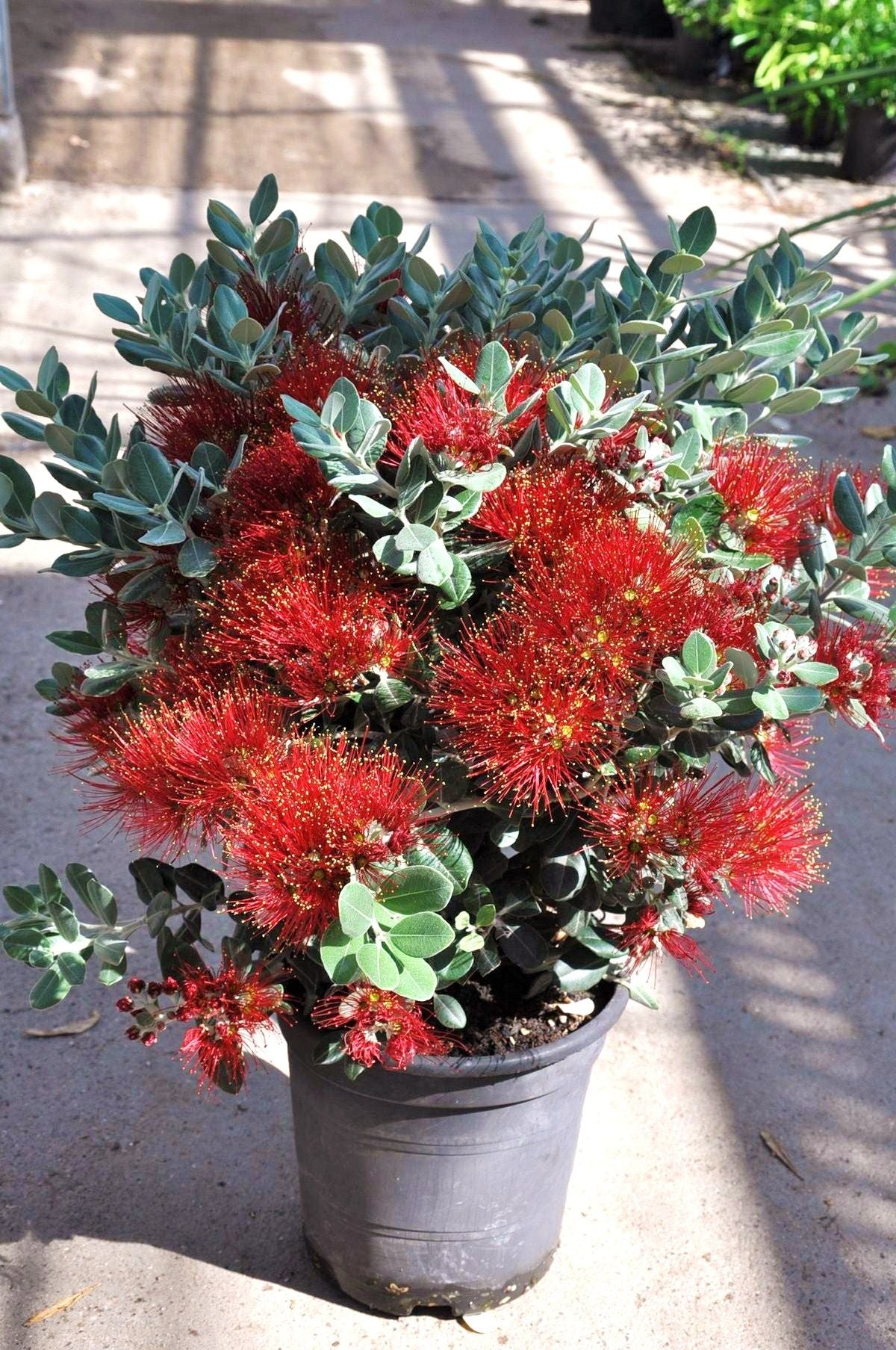 Eisenholzbaum (Neuseeländischer Weihnachtsbaum) Metrosideros excelsa