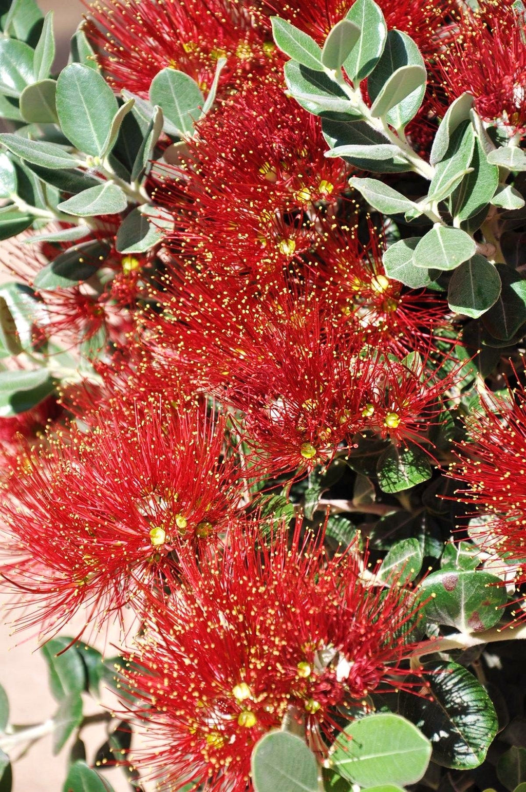 Eisenholzbaum (Neuseeländischer Weihnachtsbaum) Metrosideros excelsa