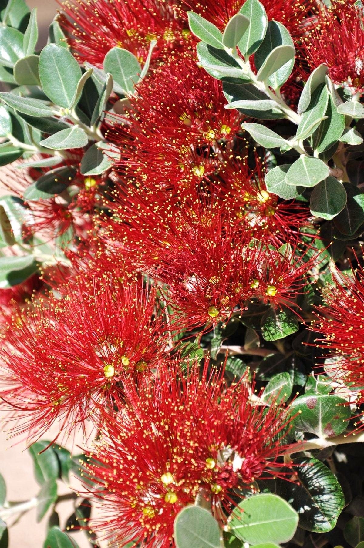 Eisenholzbaum (Neuseeländischer Weihnachtsbaum) Metrosideros excelsa