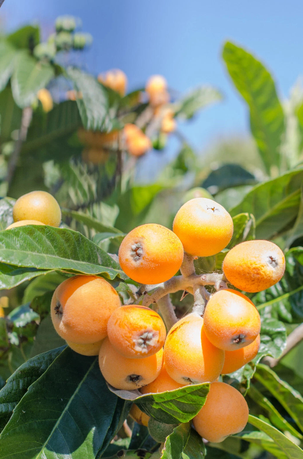 Japanische Wollmispel - Eriobotrya japonica