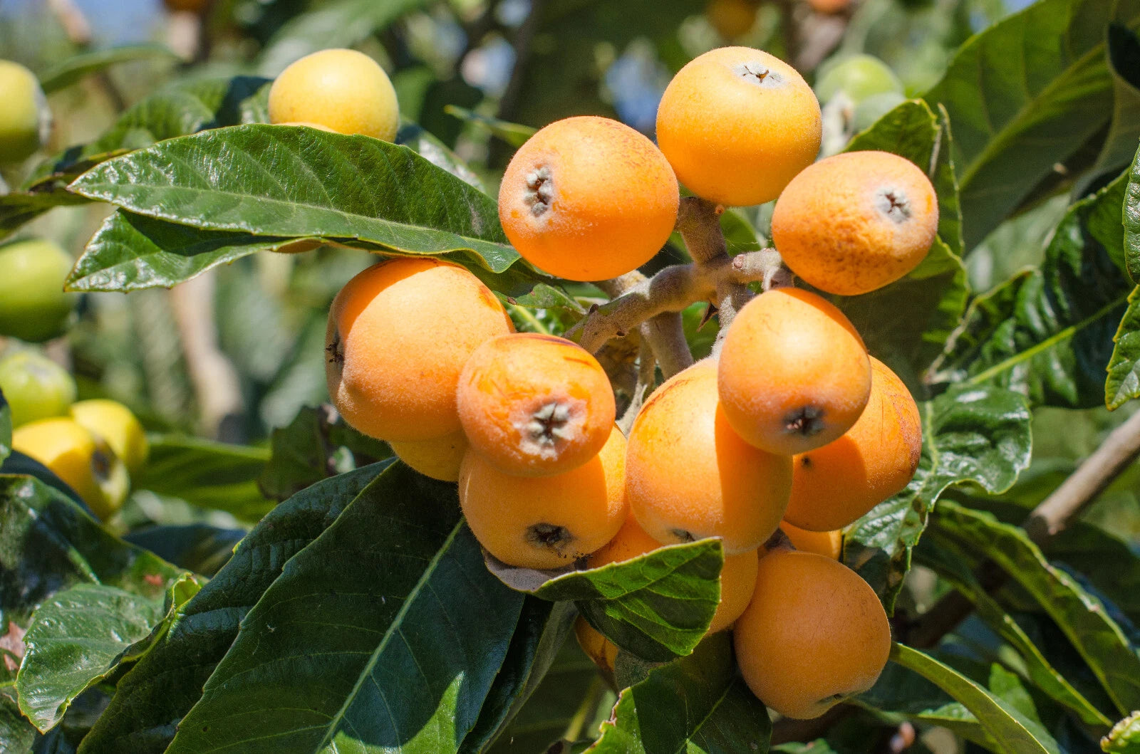 Japanische Wollmispel - Eriobotrya japonica