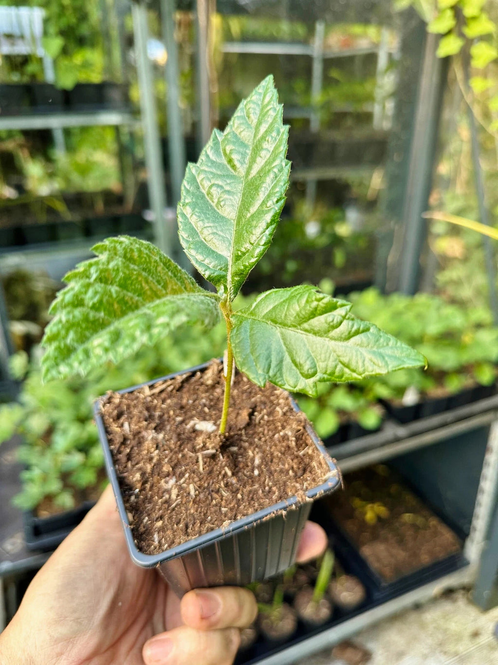 Japanische Wollmispel - Eriobotrya japonica